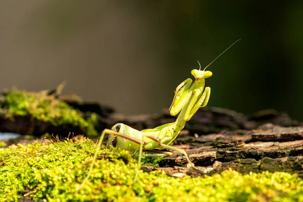 Mantis Orante Una Rama Con Musgo Temporada Lluvias — Foto de Stock