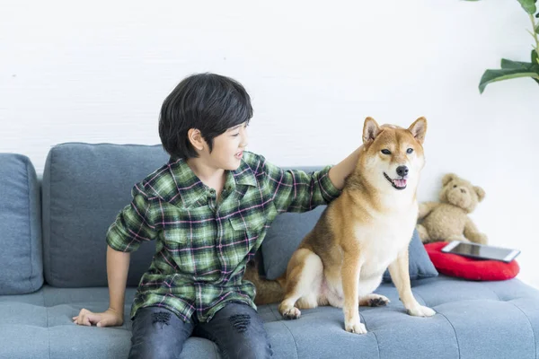 Haustierliebhaber Ein Junge Spielt Mit Einer Shiba Inu Auf Dem — Stockfoto