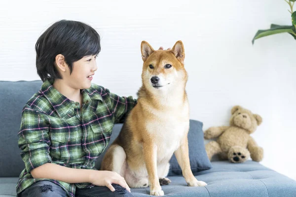 Zvířecí Láska Chlapec Objal Shibu Inu Pohovce Obýváku Shiba Inu — Stock fotografie