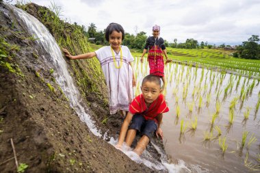 Hilltribe children are playing water in the beautiful rice fields. Ban Pa Bong Piang That has the most beautiful rice terraces in Thailand. clipart