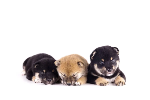 Valp Hund Tre Shiba Inu Vit Bakgrund Shiba Inu Japansk — Stockfoto
