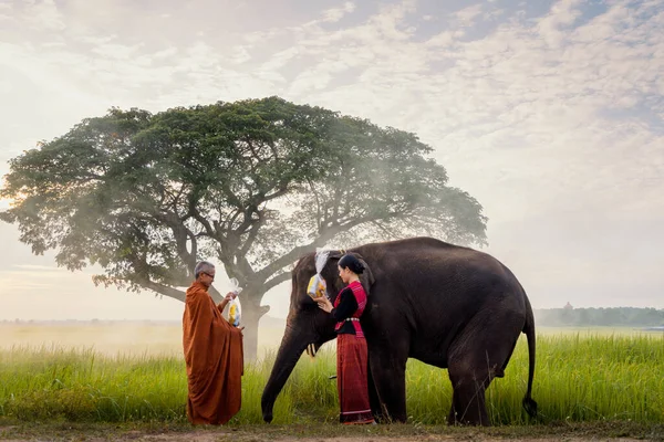 Młoda Kobieta Słonie Zdobywają Uznanie Tajlandczycy Słonie Wspólnie Dają Jałmużnę — Zdjęcie stockowe
