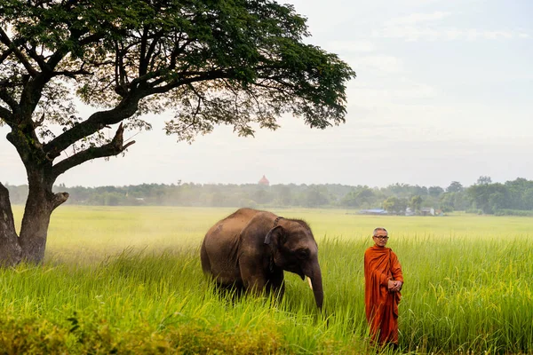 Monks Walking Alms Elephants Beautiful Rice Field Village Surin Thailand — Foto de Stock