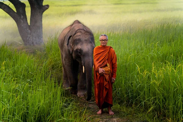 Mnisi Spacerujący Jałmużnę Słoniami Pięknej Wiosce Pola Ryżu Surin Tajlandia — Zdjęcie stockowe