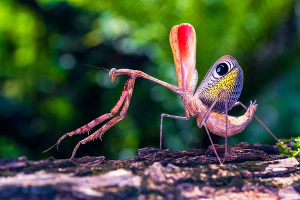 Pavo Real Pre Cupulatorio Mantis Mantis Religiosa Estaba Pie Sobre — Foto de Stock