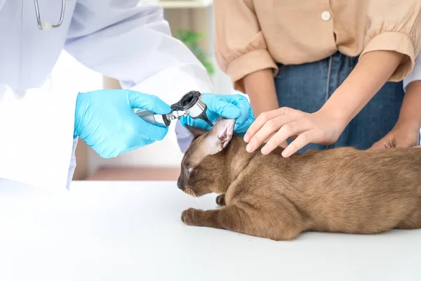 獣医師は病院の治療室で猫の健康を調べています — ストック写真