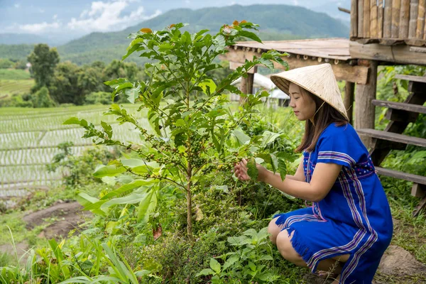 Mujer Pakhayo Estaba Mirando Planta Café Una Mujer Perteneciente Tribu — Foto de Stock