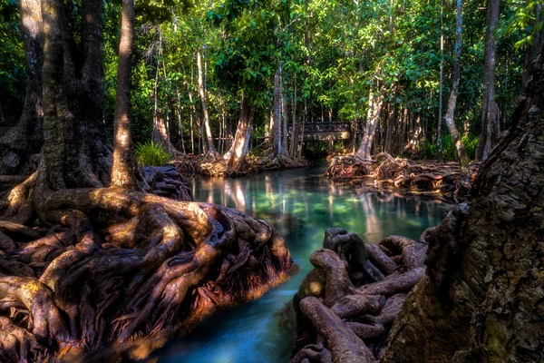 Mangrove Metsät Ovat Runsaasti Etelä Thaimaassa Tha Pom Khlong Song — kuvapankkivalokuva