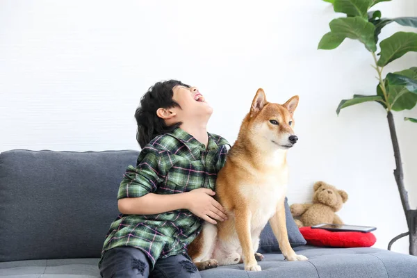 Chico Riéndose Con Perro Niño Sentado Con Shiba Inu Sofá —  Fotos de Stock