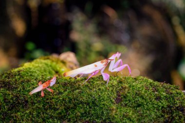 Orkide Mantid Kamuflajı. Yağmur mevsiminde yosunların üzerindeki peygamberdevesi. Erkek ve dişi peygamber devesi çiftleşme mevsiminde