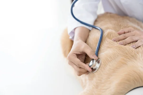 聴診器で犬を調べる獣医師の目を閉じてください 診療所での獣医検査犬 — ストック写真