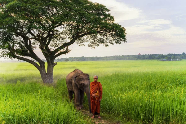 Buddhista Szerzetes Sétál Rizsföldön Elefánttal Szerzetes Elefántokkal Sétálgat Egy Gyönyörű — Stock Fotó