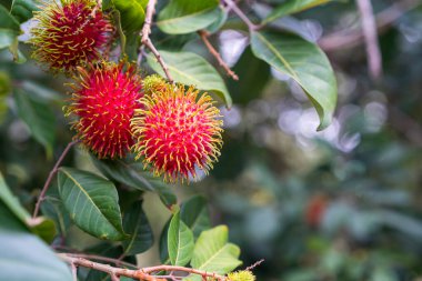 Rambutan ağacından sarkan bir avuç Rambutan meyvesi. Tayland yazında Rambutan meyvesi.