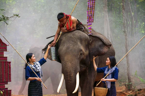 Egy Fiatal Ebédet Férjének Egy Elefánt Hátán Elefánt Dzsungelben Surin — Stock Fotó