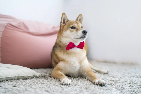 Pet Lover concept. Japanese dog on the carpet in living room. Shiba Inu is a Japanese dog that is famous throughout the world.