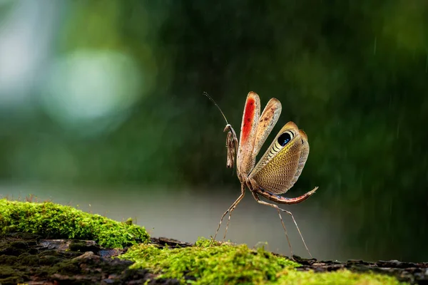 Pre Cupulatory Peacock Mantis Rainy Day Praying Mantis Standing Mossy — Foto Stock