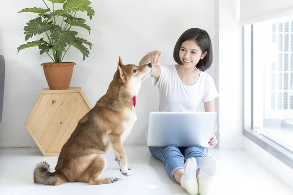 芝犬と一緒に窓の上で働くアジア人女性 — ストック写真