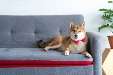 Hayvan sevgisi konsepti. Oturma odasındaki kanepede Japon köpeği. Shiba Inu tüm dünyada ünlü bir Japon köpeğidir..