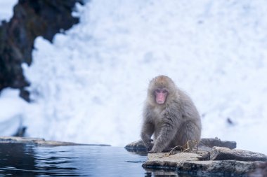 Asya 'yı gezmek. Kırmızı yanaklı maymun. Hakodate 'de kaplıcada yıkanan maymunlar popüler kaplıcadır. Japonya.