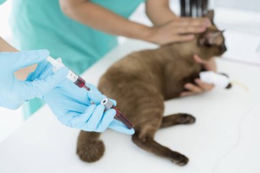 Veteriner. Doktor kedinin virüs için kan olduğunu test ediyor. Veteriner veteriner veteriner kliniğindeki kediye iğne yapıyor..