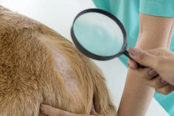 獣医師が虫眼鏡で皮膚炎の犬を調べている 悪い酵母と皮膚や体に真菌感染症を持つ犬を調べる — ストック写真