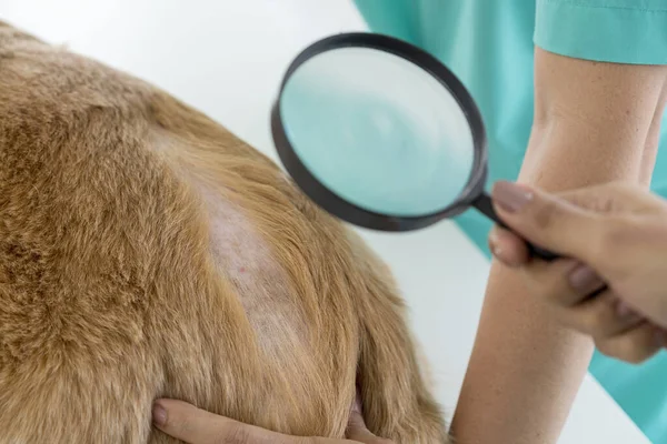Veteriner, dermatiti olan bir köpeği büyüteçle muayene ediyor. Kötü maya ve mantar enfeksiyonu olan veteriner köpeği inceliyor..
