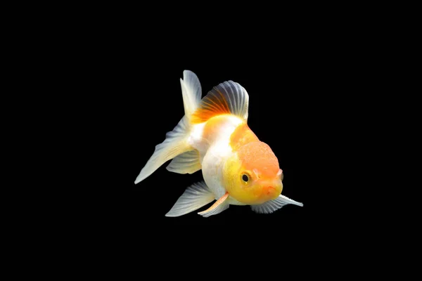 Золота Риба Ізольована Чорному Тлі Помаранчева Риба Ізольована Чорному Тлі — стокове фото