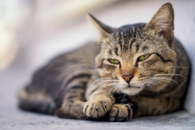 Gray cat chubby pussy cat looking at the camera. Tabby cat lying on the stone wall in the cat village.