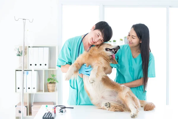 Veterinario Acurruca Con Golden Retriever Veterinario Con Estetoscopio Cuello Lleva —  Fotos de Stock