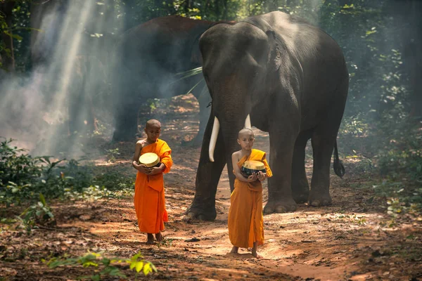 Monjes Novicios Elefantes Caminando Limosna Alrededor Monje Budista Caminando Luz —  Fotos de Stock
