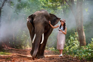 Genç bir Asyalı turist, Tayland 'ın Surin ormanında bir fille yürüyor.. 