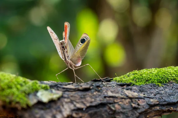 Precupulatoire Peacock Mantis Bidsprinkhaan Stond Een Mossige Stam — Stockfoto