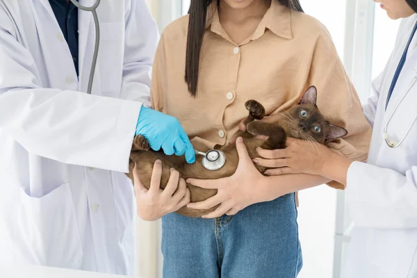 Dierenartsen Onderzoeken Behandelen Katten Van Ziekten — Stockfoto