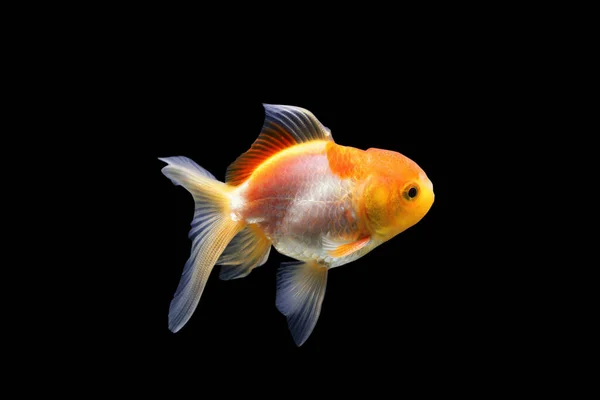 Goldfisch Isoliert Auf Schwarzem Hintergrund Goldfisch Isoliert Auf Schwarzem Hintergrund — Stockfoto