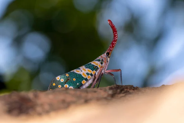 Insectos Lanterna Piropos Candelária Cicadidae Pyrops Ducalis Inglês Família Fulgoridae — Fotografia de Stock