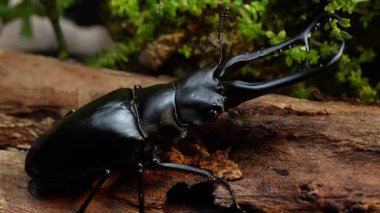 Geyik böceği. Prosopocoilus zürafa, zürafa erkek böceği, dünyanın en büyük erkek böceği ve Tayland 'daki Lucanidae familyasının bir üyesidir..