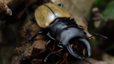 Odontolabis mouhotii elegan. Odontolabis, Lucanidae familyasından bir böcek cinsidir..