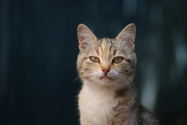 kedi görünüyor