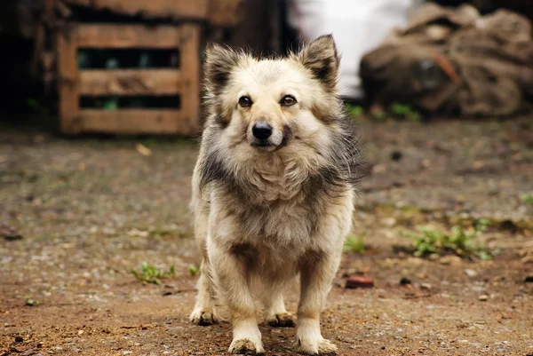 tüylü köpek