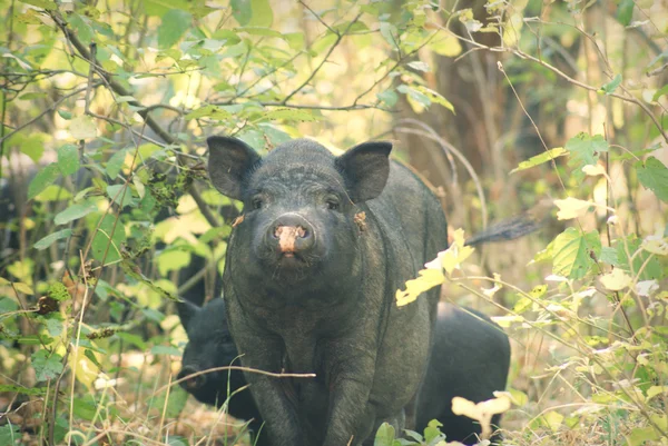 검은 돼지 — 스톡 사진