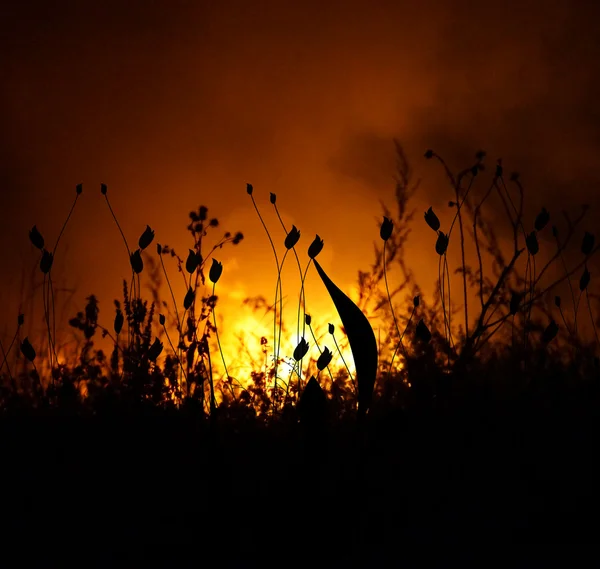 Blommor - flammande bakgrund — Stockfoto