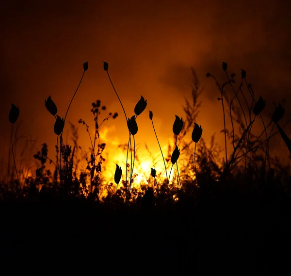 Bloemen - flaming achtergrond — Stockfoto