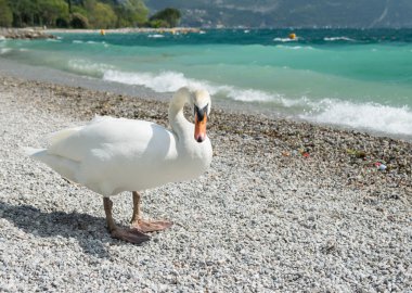 Taşlı sahilde Kuğu.