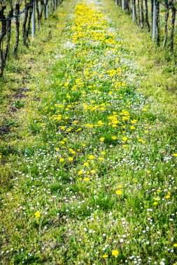 Üzüm bağları arasında blooming karahindiba.