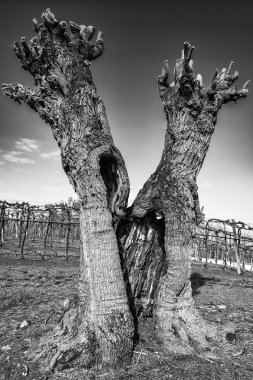 Eski budaklı ve bükülmüş dut ağacının.