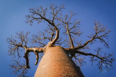 Baobab ağacı çadır dalları gökyüzüne doğru.
