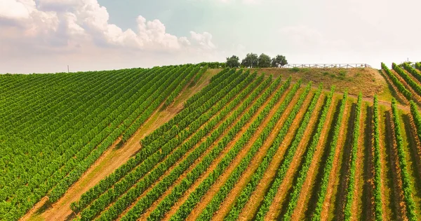 Los viñedos en las colinas italianas . — Foto de Stock
