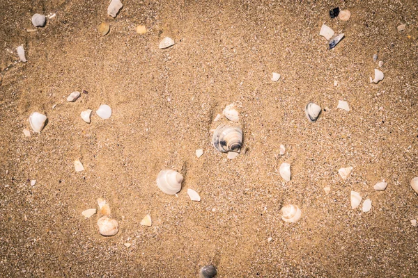 Conchas à beira-mar . — Fotografia de Stock