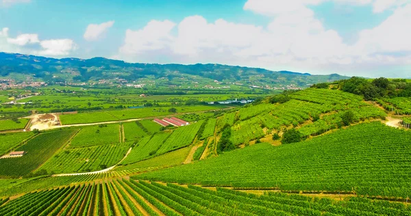 Los viñedos en las colinas italianas . —  Fotos de Stock