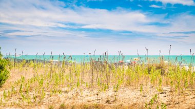 Plaj renkli şemsiye, ahşap çitler ve yaban hayatı ile.
